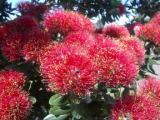Photo shows our national Christmas Tree and its amazing red blossoms, taken during our Personal Guided Auckland Tours