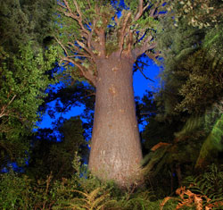 Private Luxury Tour from Auckland to Hokianga Waipoua Forest