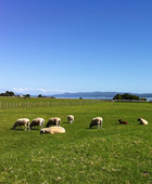 Auckland South Volcano Tours Half Day