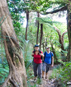 Auckland Walking Tour Half Day