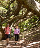 Customised Private Luxury Tours - Private Exclusive Custom Tours  from Auckland
