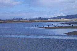 Combine Auckland Flounder Fishing Tours and Auckland Kayak Fishing Tours - double the fun!